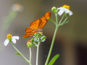 Close-up of butterfly pollinating on flower