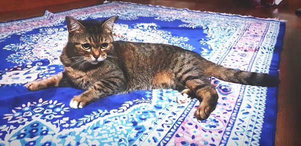 High angle view of cat resting on bed