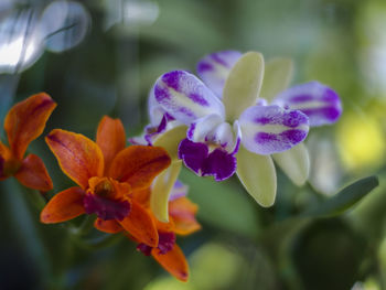 Close-up of purple flowering plant