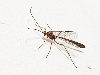 Close-up of insect on white background