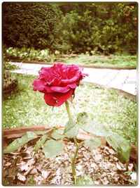 Close-up of red rose