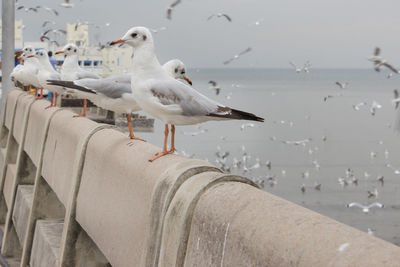 Seagulls perching on a sea