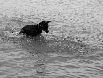 Dog swimming in sea