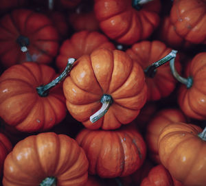 High angle view of pumpkins in market