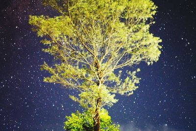 Close-up of tree against sky at night