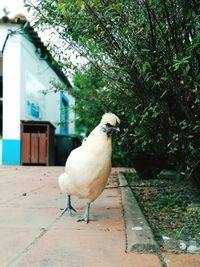 White bird perching on a wall