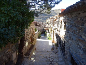 Footpath amidst trees