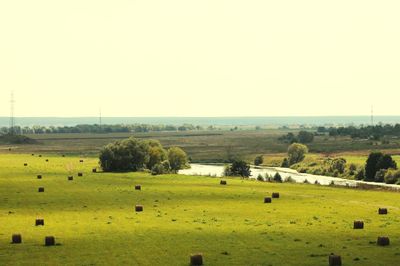 Scenic view of agricultural field against clear sky