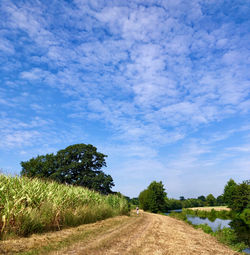 Dirt road amidst trees on field against sky