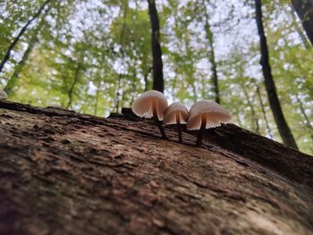Close-up of mushrooms growing on tree trunk