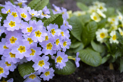 Close-up of white flowering plant