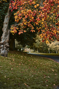 Scenic view of park during autumn