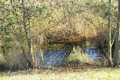 Reflection of trees in lake