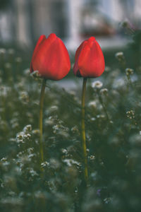 Close-up of red flowering plant on land