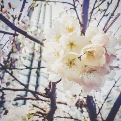 Low angle view of cherry blossom tree