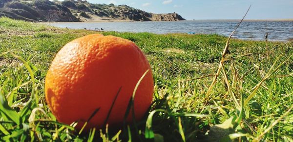 Close-up of ball on field by sea