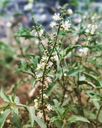 Close-up of insect on plant