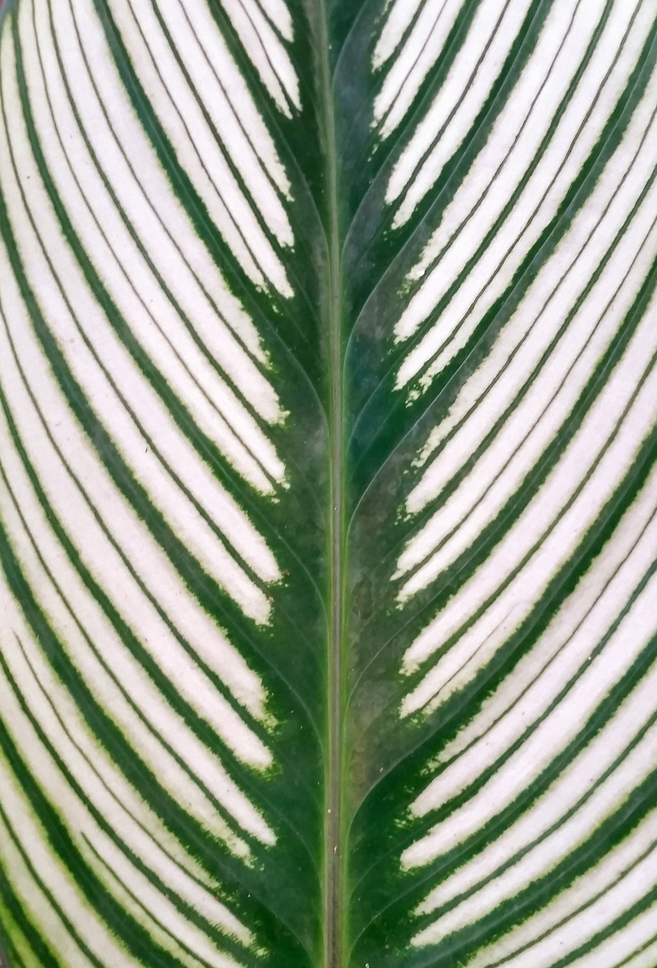 Green white leaf