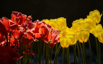 Close-up of red tulips blooming in park