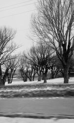 Bare trees on road