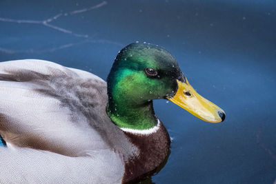 Close-up of a duck swimming in lake