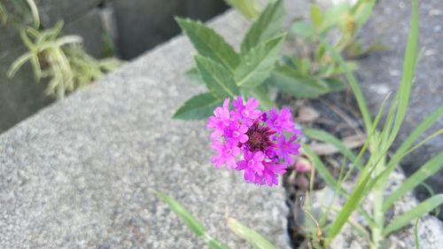 High angle view of honey bee on flower