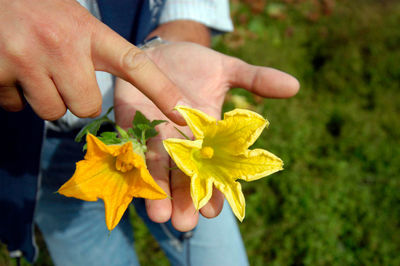 Close-up of hand holding yellow flower