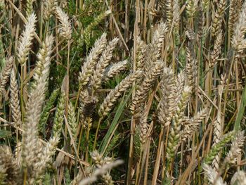 Close-up of crops