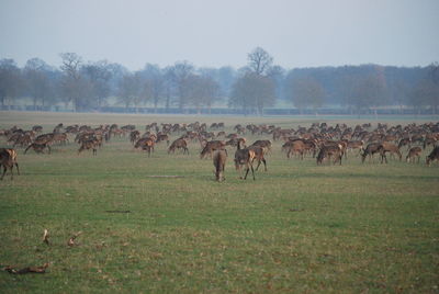 Horses on field against trees