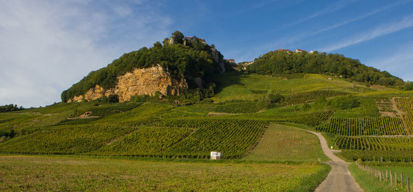 Scenic view of farm against sky