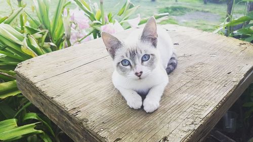 Portrait of cat sitting on wooden plank