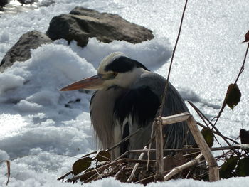 Bird perching on snow covered landscape against sky