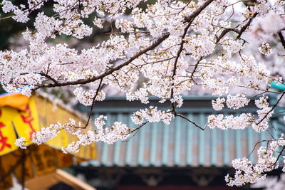 Cherry blossoms in spring