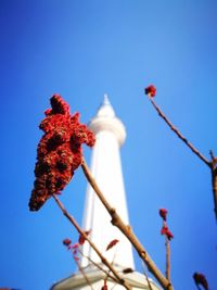 Low angle view of flower tree against clear blue sky