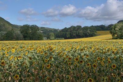 Scenic view of sunflower field against cloudy sky