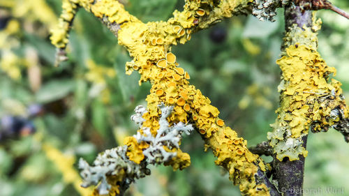 Close-up of yellow flowers