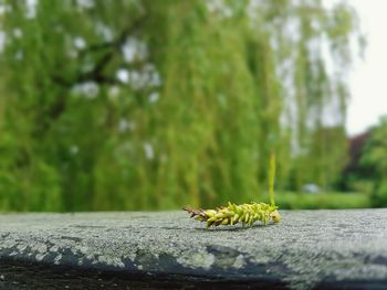 Close-up of bee on tree