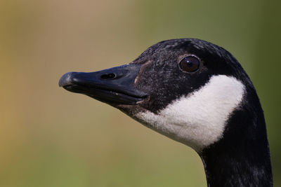 Close-up of a bird looking away