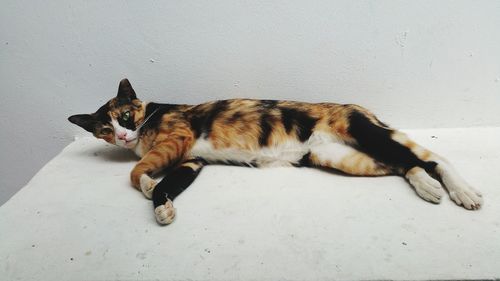 Cat resting on floor against wall