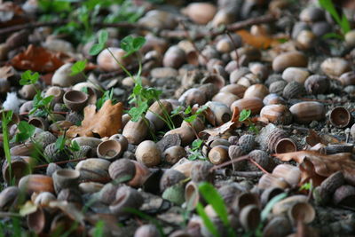 Close-up of plants