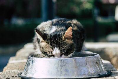 Close-up of a cat drinking water