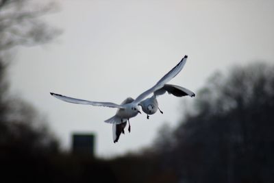 Low angle view of seagull flying in sky