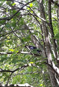 Low angle view of bird perching on tree