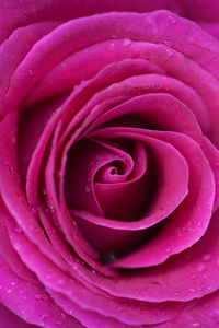 Close-up of wet pink rose