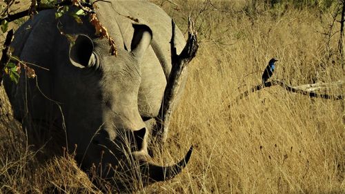 Rhinosauros in grassland