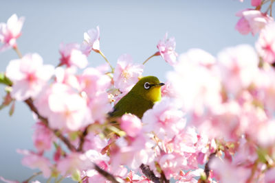 Close-up of bumblebee on pink cherry blossom