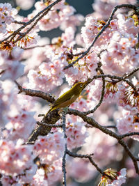 Close-up of pink cherry blossoms in spring