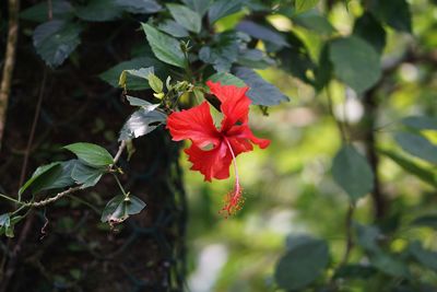 Close-up of red hibiscus on plant