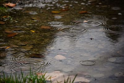 Close-up of puddle on lake