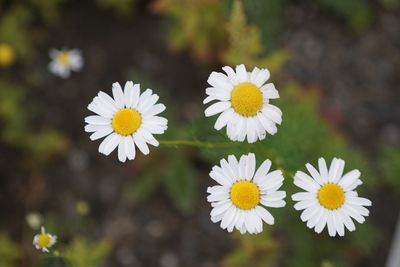 Close-up of white daisy flowers